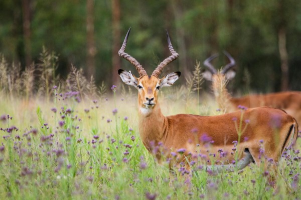 South Africa Tour Packages