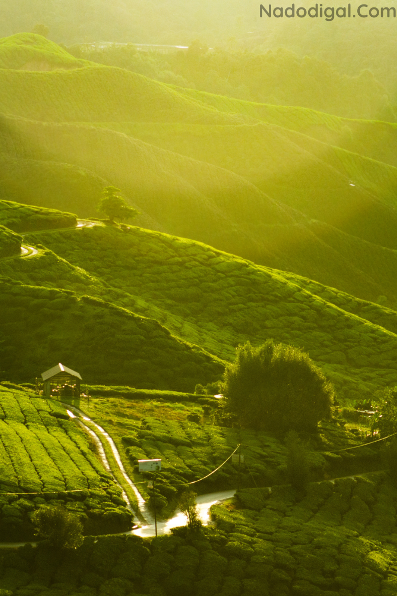 Nilgiri Mountain Railway – 5 Hours of Pure Hill Drama & Historic Steam Vibes 