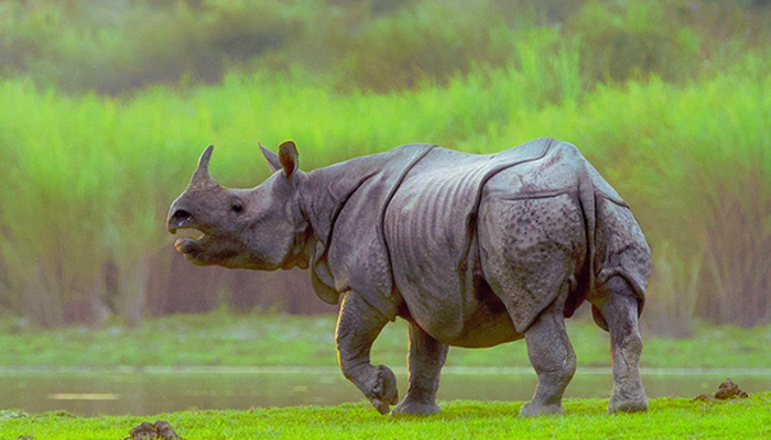Kaziranga – Where Rhinos Rule and The Wild Doesn’t Apologise