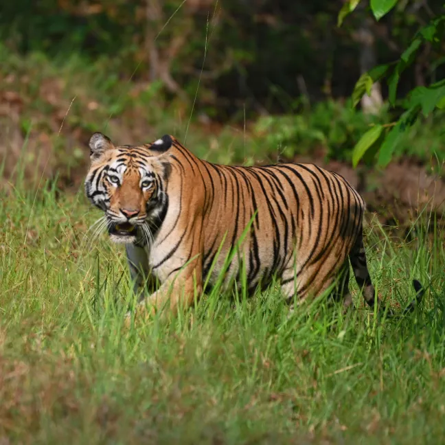 Manas Wildlife Sanctuary – Where Nature Speaks in Whisper and Roar