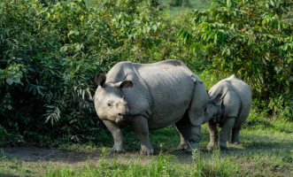 Kaziranga – Where Rhinos Rule and The Wild Doesn’t Apologise