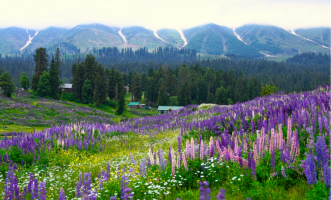 Nanda Devi & Valley of Flowers – A UNESCO World Heritage Site Where Earth Whispers in Colour and Silence