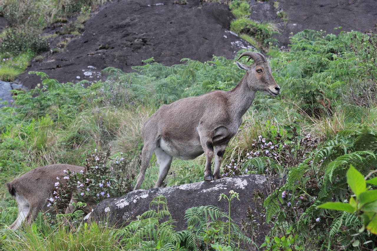 munnar